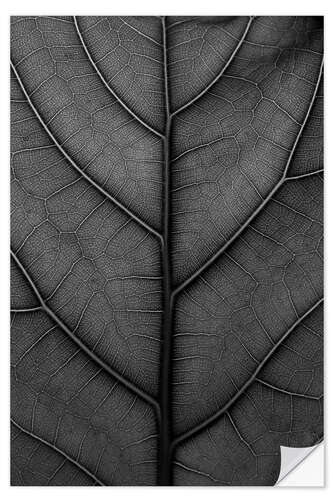 Selvklebende plakat Black leaf with delicate veins - violin fig