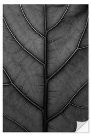 Vinilo para la pared Black leaf with delicate veins - violin fig