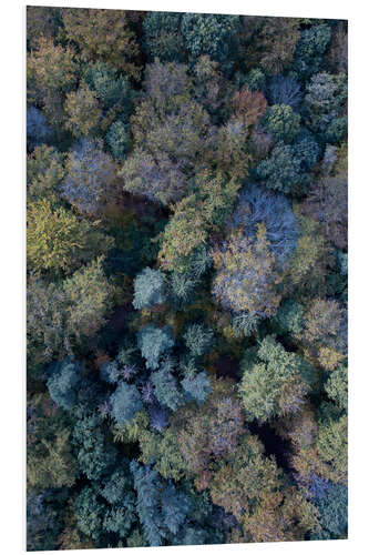 Foam board print Colorful trees in the autumn forest