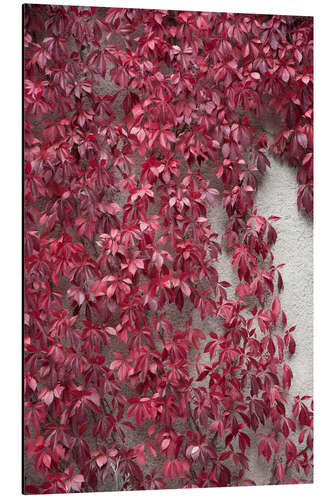 Aluminium print Red leaves and the beauty of autumn