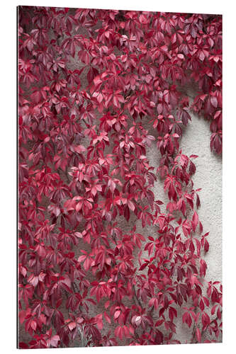 Gallery print Red leaves and the beauty of autumn