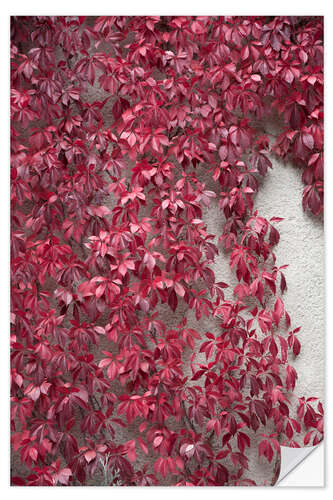 Adesivo murale Red leaves and the beauty of autumn