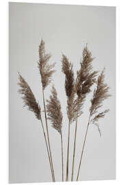 Foam board print Pampas grasses