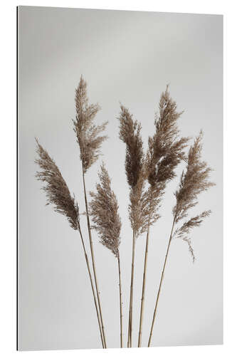 Gallery print Pampas grasses