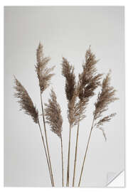 Adesivo murale Pampas grasses