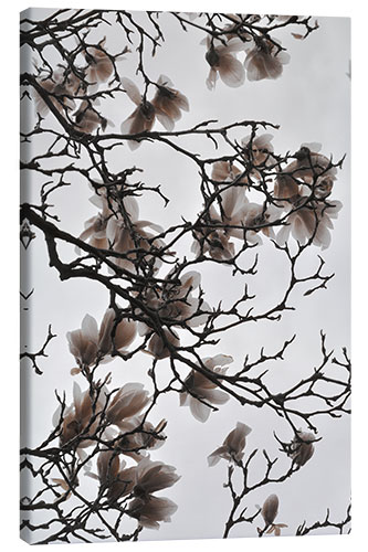 Canvas print Magnolia blossoms