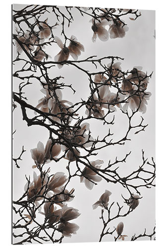 Gallery Print Magnolien Blüten