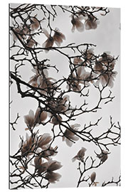 Gallery print Magnolia blossoms