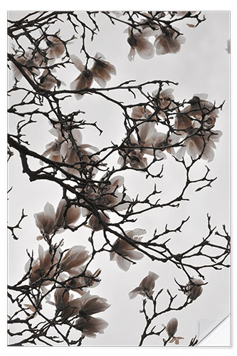 Selvklebende plakat Magnolia blossoms