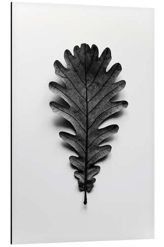 Quadro em alumínio Autumn treasures - black oak leaf on white