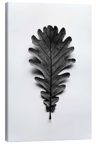 Stampa su tela Autumn treasures - black oak leaf on white