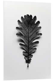 Foam board print Autumn treasures - black oak leaf on white