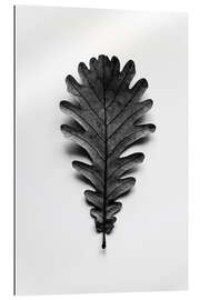 Gallery print Autumn treasures - black oak leaf on white