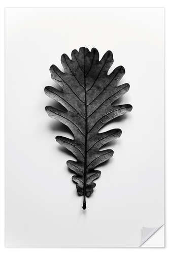 Muursticker Autumn treasures - black oak leaf on white