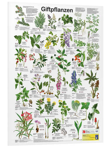 Foam board print Poisonous plants (German)