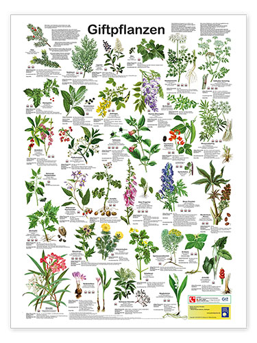 Poster Giftige växter (tyska)