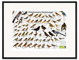 Gerahmter Kunstdruck Einheimische Gartenvögel