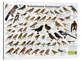Magnettafel Einheimische Gartenvögel - Planet Poster Editions