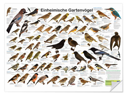 Sticker mural Oiseaux de jardin (allemand)