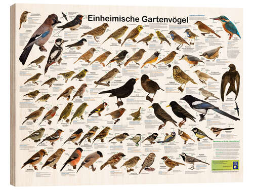 Cuadro de madera Native garden birds (German)