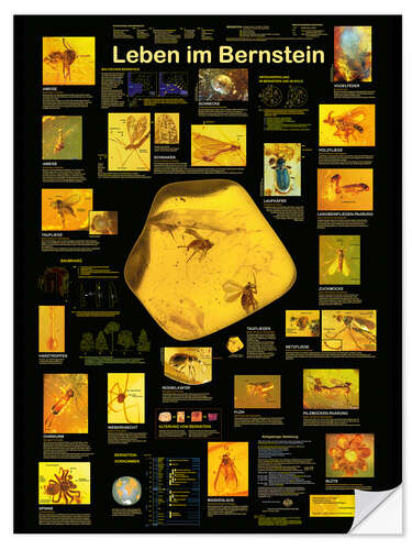Muursticker Life in Amber (German)