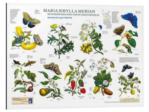 Aluminiumsbilde Maria Sibylla Merian - Surinam desember til april (tysk)