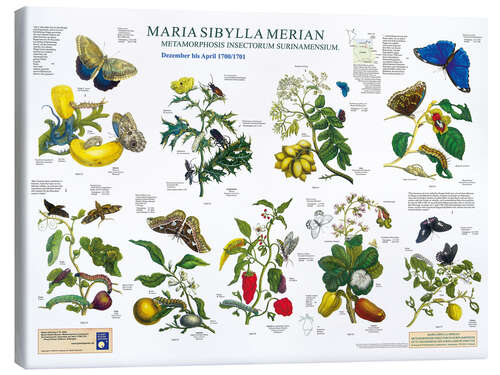 Canvas print Maria Sibylla Merian - Suriname december tot april (Duits)