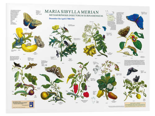 Foam board print Maria Sibylla Merian - Suriname December to April (German)