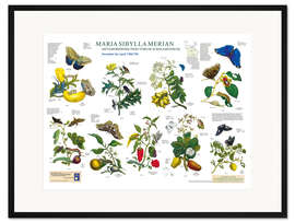 Gerahmter Kunstdruck Maria Sibylla Merian - Surinam Dezember bis April