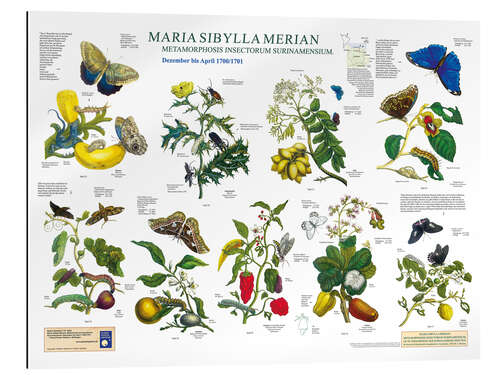 Gallery print Maria Sibylla Merian - Surinam December to April (German)