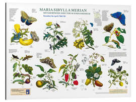 Magnettafel Maria Sibylla Merian - Surinam Dezember bis April