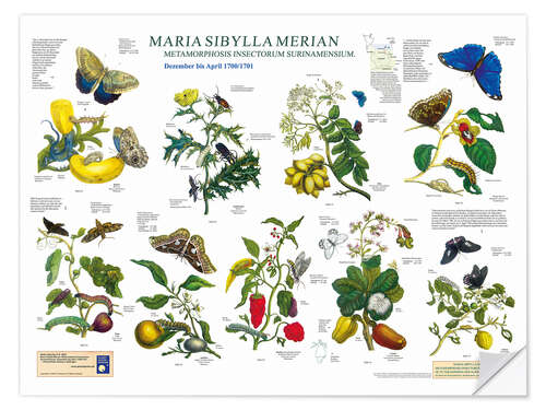 Naklejka na ścianę Maria Sibylla Merian - Surinam December to April (German)