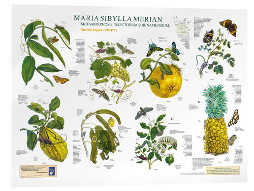 Quadro em acrílico Maria Sibylla Merian - Suriname May to August (German)