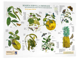 Acrylglasbild  Maria Sibylla Merian - Surinam Mai bis August - Planet Poster Editions