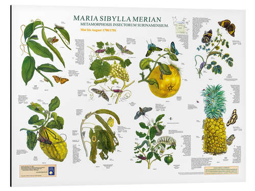 Stampa su alluminio Maria Sibylla Merian - Suriname da maggio ad agosto (tedesco)