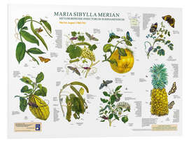 Tableau en PVC Maria Sibylla Merian - Suriname de mai à août (allemand)