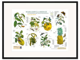 Gerahmter Kunstdruck Maria Sibylla Merian - Surinam Mai bis August