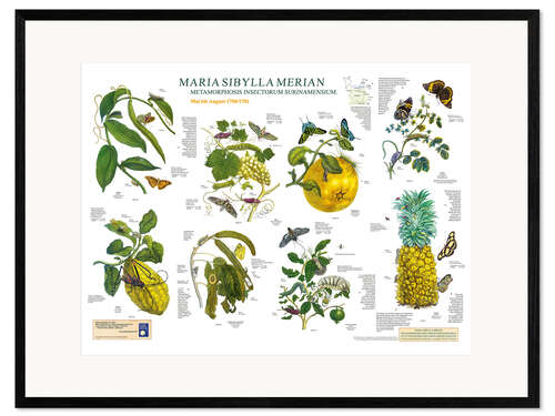 Impresión de arte enmarcada Maria Sibylla Merian - Surinam mayo a agosto (alemán)