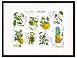 Gerahmter Kunstdruck Maria Sibylla Merian - Surinam Mai bis August