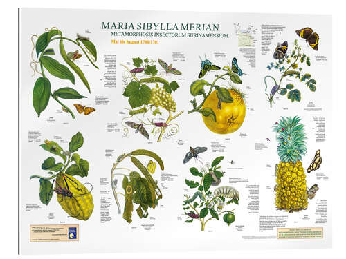 Gallery print Maria Sibylla Merian - Suriname May to August (German)