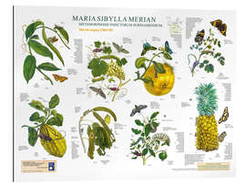 Gallery print Maria Sibylla Merian - Suriname May to August (German)