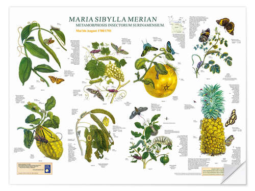 Sticker mural Maria Sibylla Merian - Suriname de mai à août (allemand)