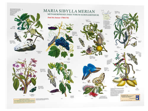 Quadro em acrílico Maria Sibylla Merian - Suriname June to January (German)