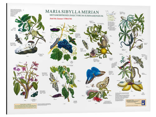 Aluminium print Maria Sibylla Merian - Suriname June to January (German)