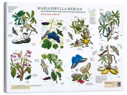 Canvas print Maria Sibylla Merian - Suriname juni tot januari (Duits)