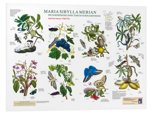 Foam board print Maria Sibylla Merian - Suriname June to January (German)