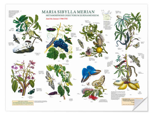 Selvklebende plakat Maria Sibylla Merian - Surinam juni til januar (tysk)