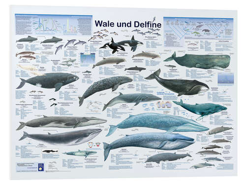 Tableau en PVC Baleines et dauphins (allemand)