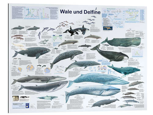 Quadro em plexi-alumínio Whales and dolphins (German)