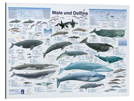 Magnettafel Wale und Delfine